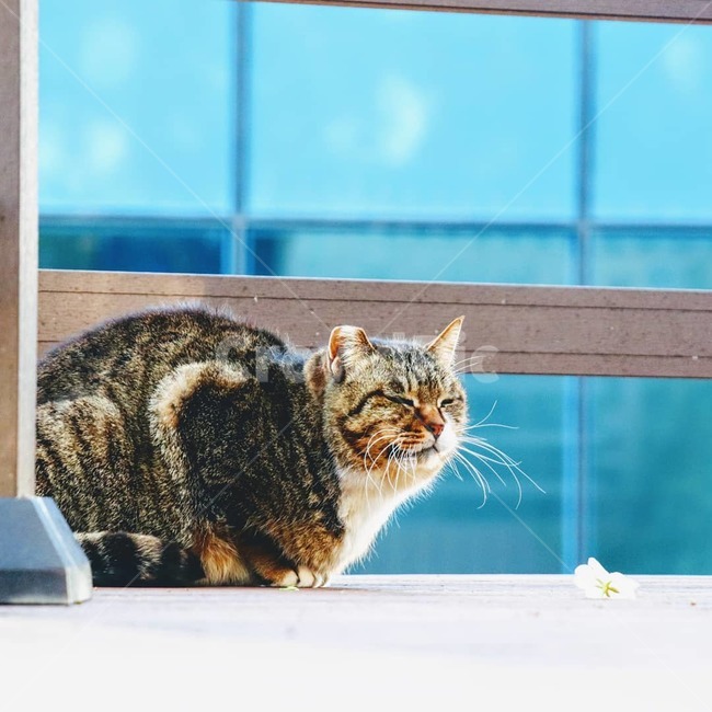 길고양이,고양이,동물,straycat,cat,animal