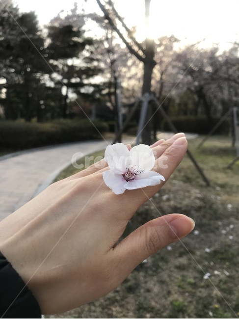 봄,벚꽃,핑크,손,공원,꽃반지