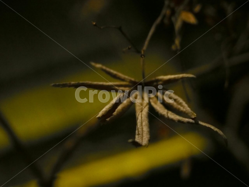 Maple tree,tree,leaf,maple leaf,hand