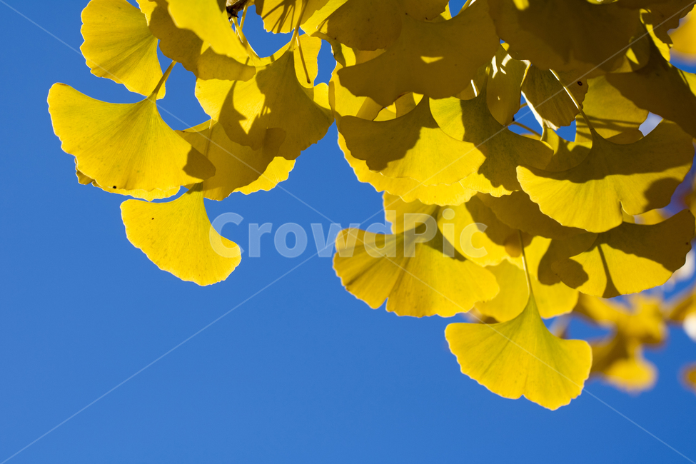 은행잎,나뭇잎,식물,가을,단풍,가을,계절,fall,autumn,season,leaf,잎,plant,blossom,꽃,petal,꽃잎,flower