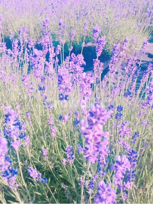 라벤더,고성,꽃,보라색,힐링,봄,계절,spring,season,식물,자연,plants,nature,꽃,flower,색깔,색상,색채,색감,color sense,color sensitivity,feeling of color,plant