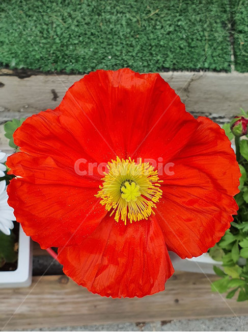 식물,꽃,빨강,빨간꽃,plant