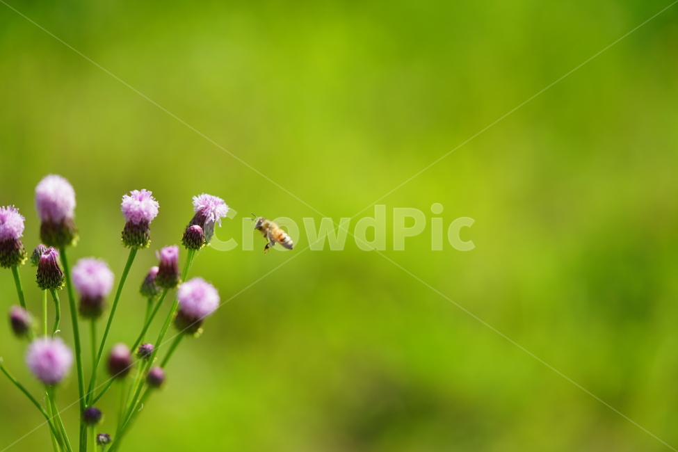 녹색,그린,꽃,꿀벌,벌,곤충,식물,자연,접사,bee,감성,풍경,생명,컬러,식물,자연,plants,nature,꽃,flower,동물,animal,곤충,벌레,insect,bug