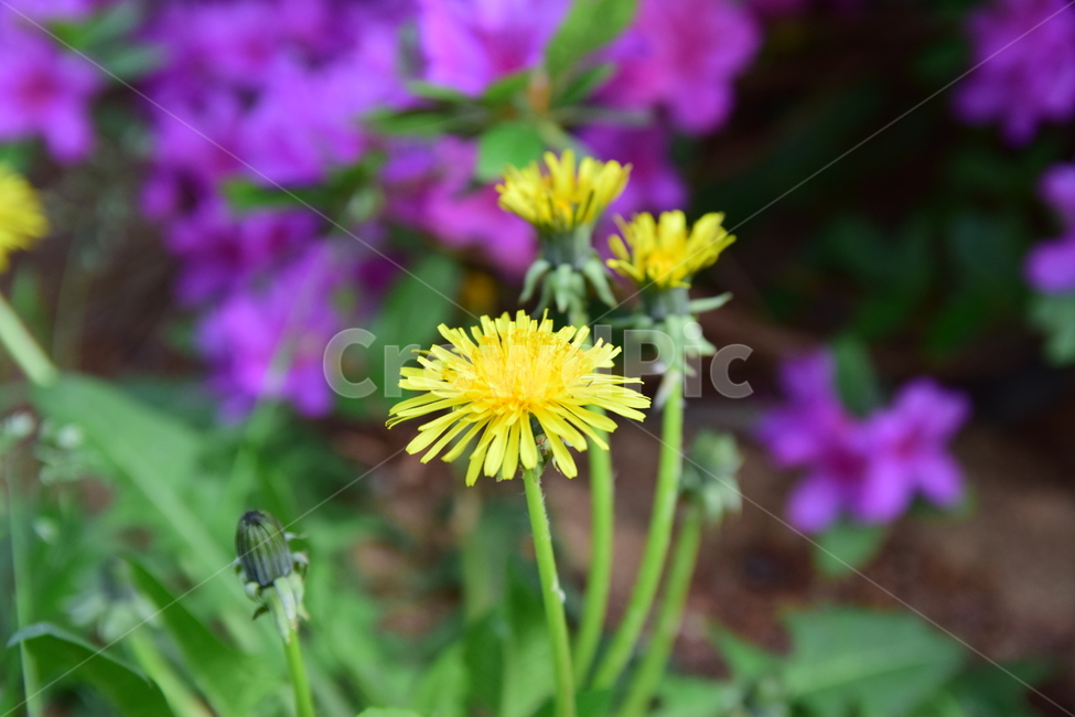 민들레,철쭉,꽃,노란색,들꽃,핑크색,보라색,pink,yellow,flower,dandelion,자연,식물,plant,nature,분홍