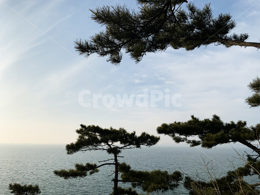 나무,하늘,바다,풍경,구름,겨울,계절,소나무,자연,자연물,wood,sea,sky,blue,green,자연,풍경,nature,landscape,tree,plant,식물