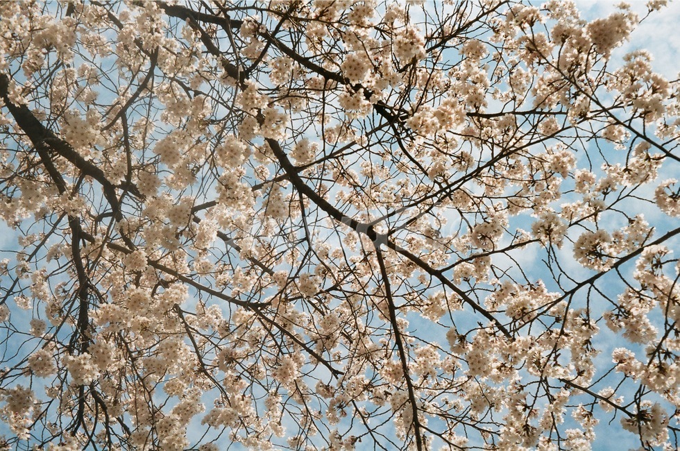 벚꽃,길거리,카페,필름카메라,후지,식물,자연,plants,nature,꽃,flower