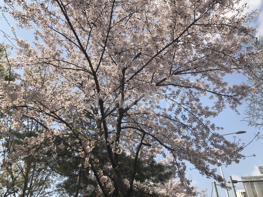 벚꽃,벚꽃나무,나무,하늘,봄