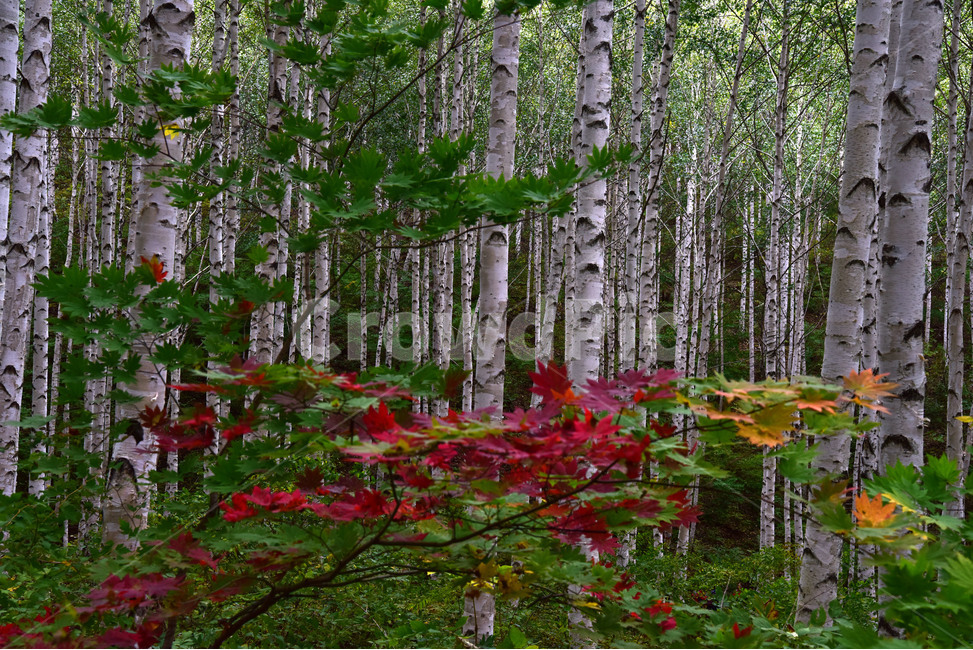 tree,나무,자작나무,풍경,자연,brich,brichforest,식물,자연,plants,nature,나무,trees,wood