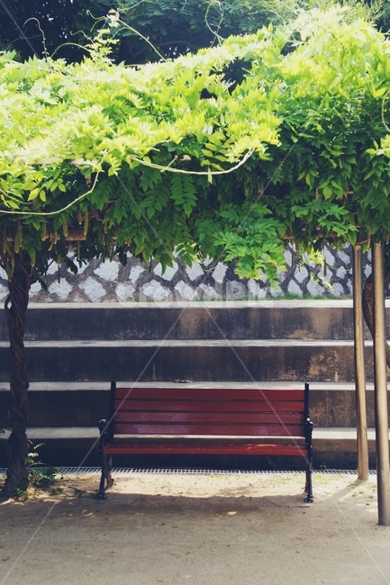 봄,여름,휴식,운동장,등나무,playground,spring,summer,rest,의자,chair,자연,풍경,nature,landscape,bench,벤치
