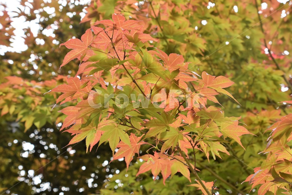 식물,자연,숲,나뭇잎,단풍잎,가을,계절,fall,autumn,season,식물,자연,plants,nature,leaf,잎,plant,tree,나무,maple,단풍