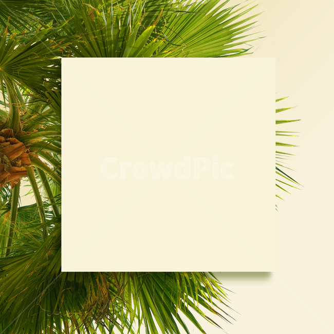 열대,프레임,백그라운드,나뭇잎,열대식물,트로피칼,야자수,잎,잎사귀,여름,트로피컬