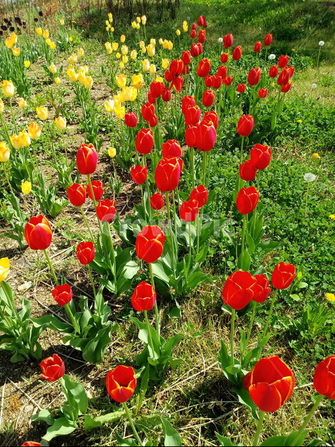 tulip,백합과,구근초,여러해살이화초,꽃,튤립,봄,식물,자연,springseasonflower