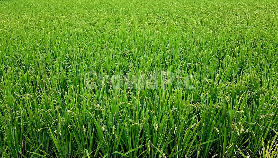 벼,초록,쌀,논,들,vegetation,식물,식물,자연,plants,nature