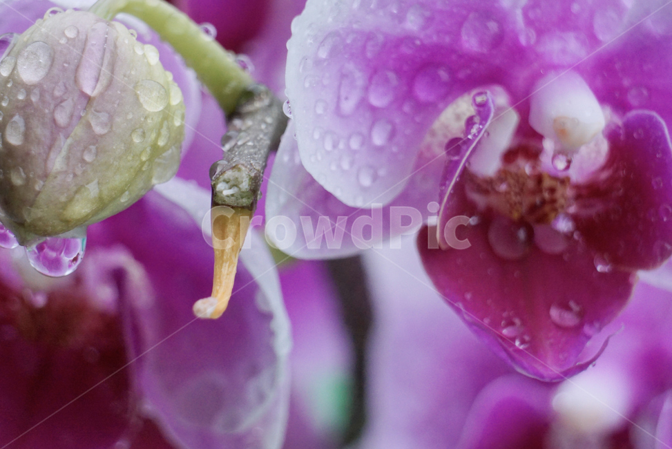 호접란,서양난,꽃,접사,생화,화분,plant,nature,flower,초접사