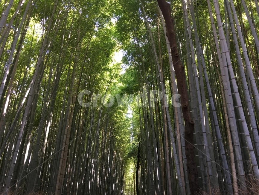 일본,교토,아라시야마,대나무숲,풍경,자연,풍경,nature,landscape,식물,plants,나무,trees,wood,plant