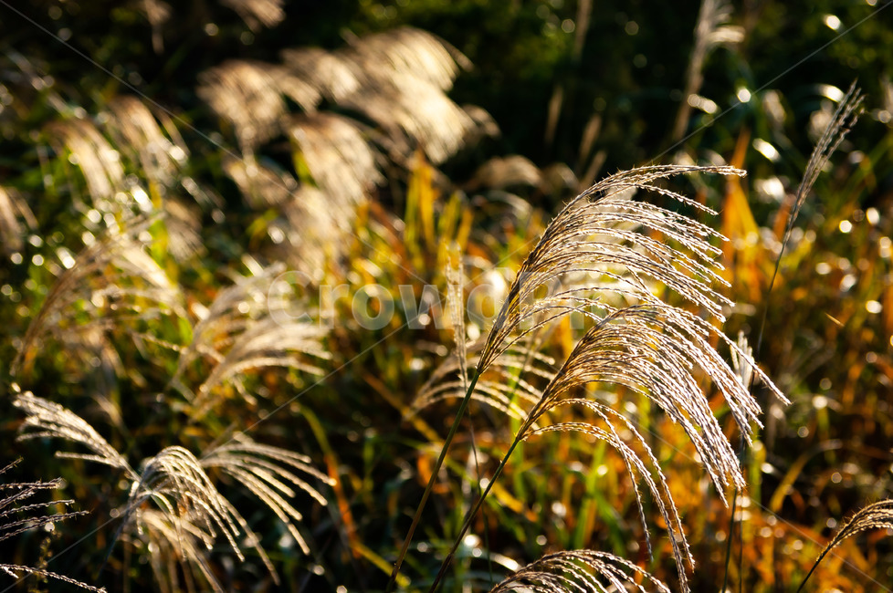 식물,plant,갈대,공원,아침햇살,가을,계절,fall,autumn,season,식물,자연,plants,nature