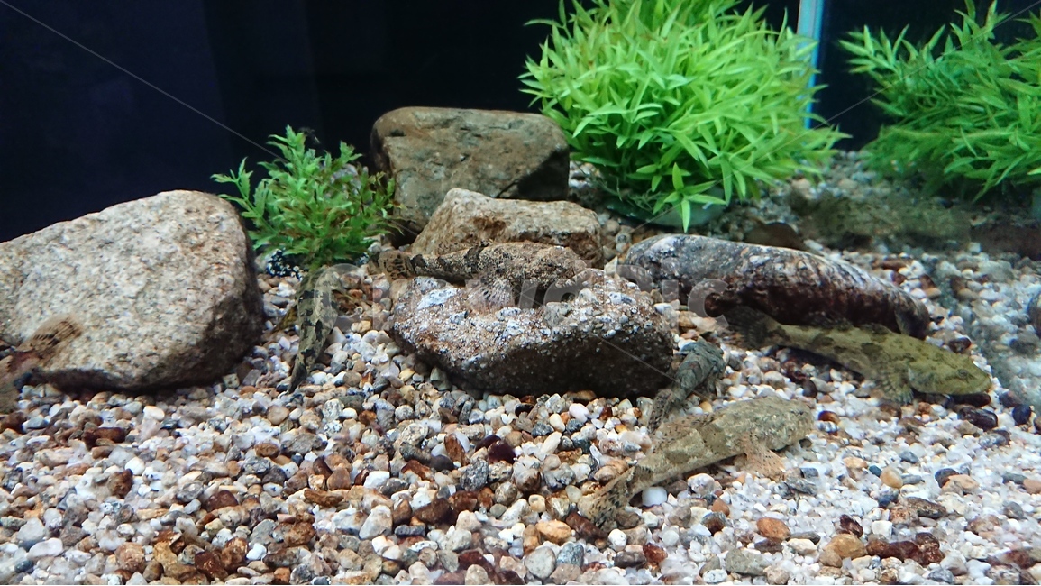 생물,물고기,수중,어항,물속풍경,열대어,관상어,수족관,동물,animal,어류,물고기,fish