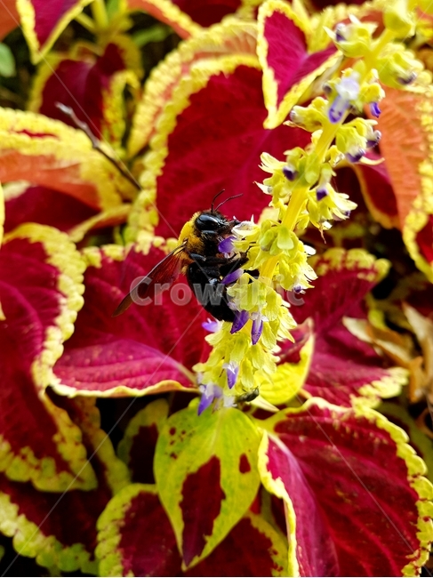 곤충,벌,꽃,식물,자연,식물,자연,plants,nature