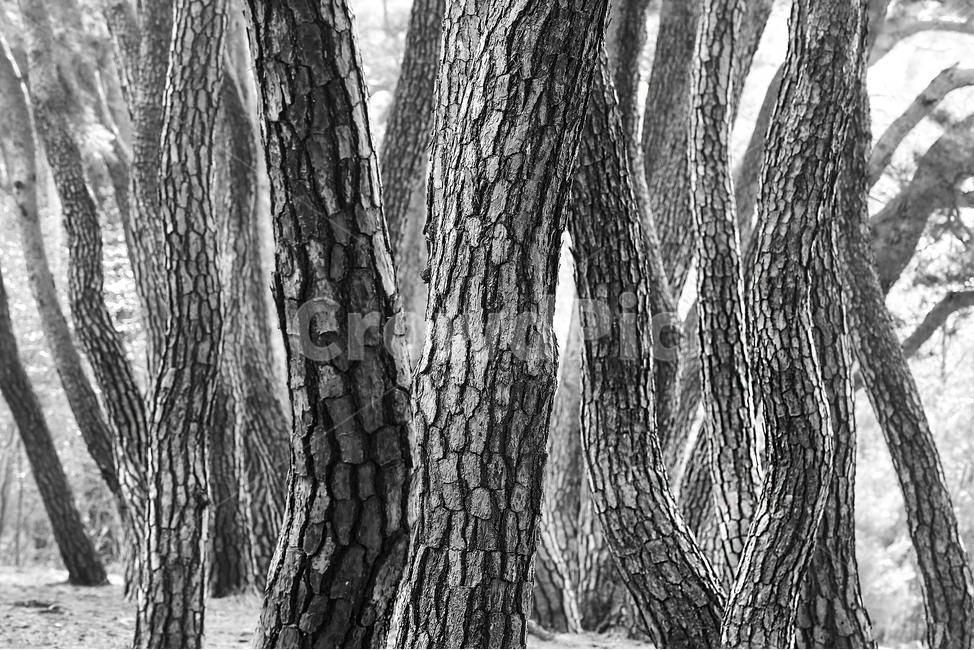 소나무숲,소나무군락,koreanredpine,pine,소나무,소나무길,솔낭구,숲,흑백,모노톤,monochrome,black and white,tree,나무,plant,식물,tree trunk,나무 줄기,trees,wood