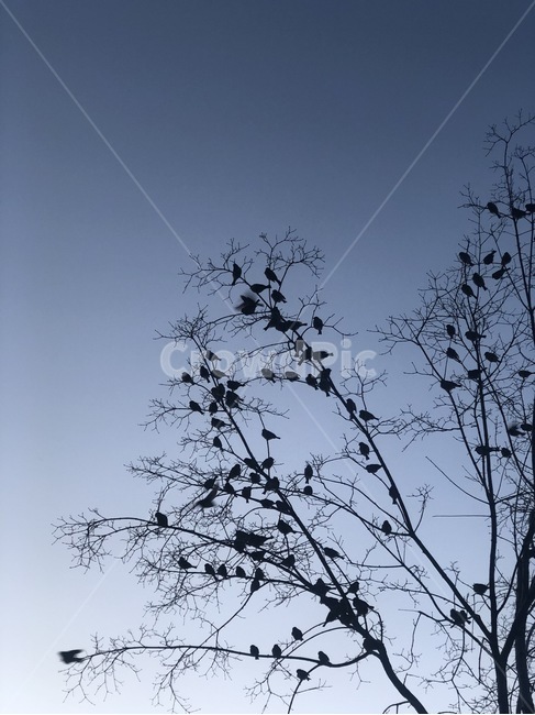 나무,참새,나뭇잎,잎파리,새,자연,silhouette,실루엣,tree,bird