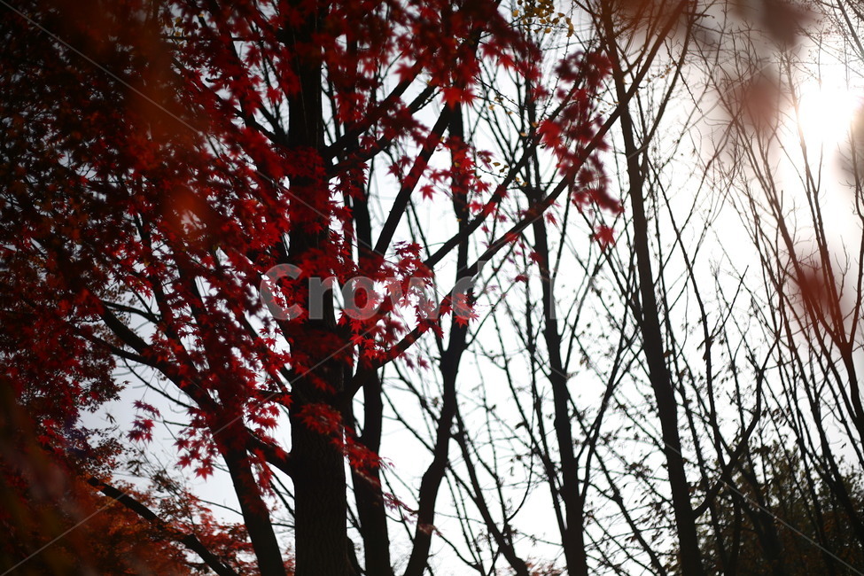 tree,나무,plant,식물,나무줄기,공원,자연,단풍,가을,계절,fall,autumn,season,자연,풍경,nature,landscape