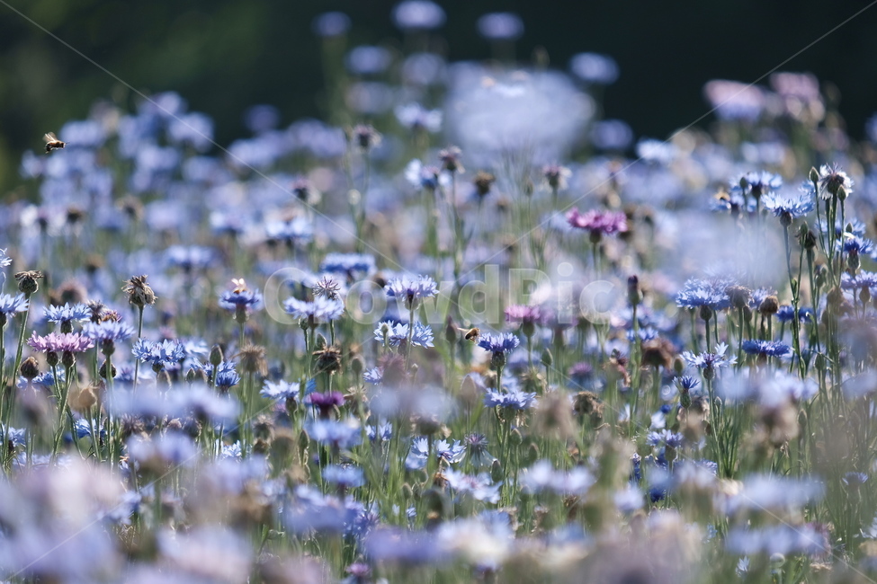 들꽃,꽃,야생화,flower,wildflower,꽃밭