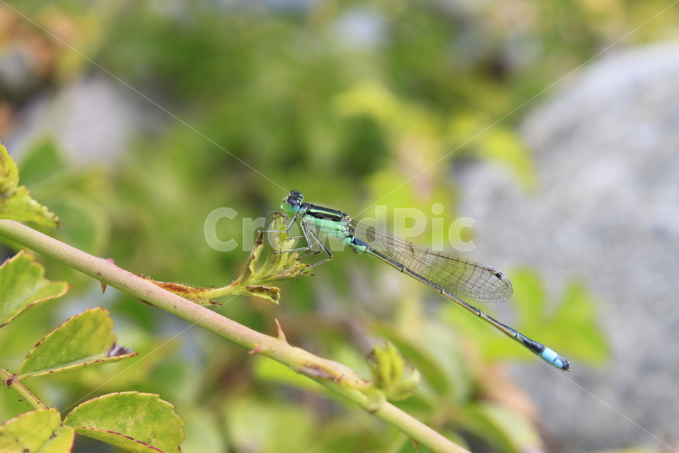 실잠자리,잠자리,식물,곤충,자연,bug,plants,dragonfly,야생