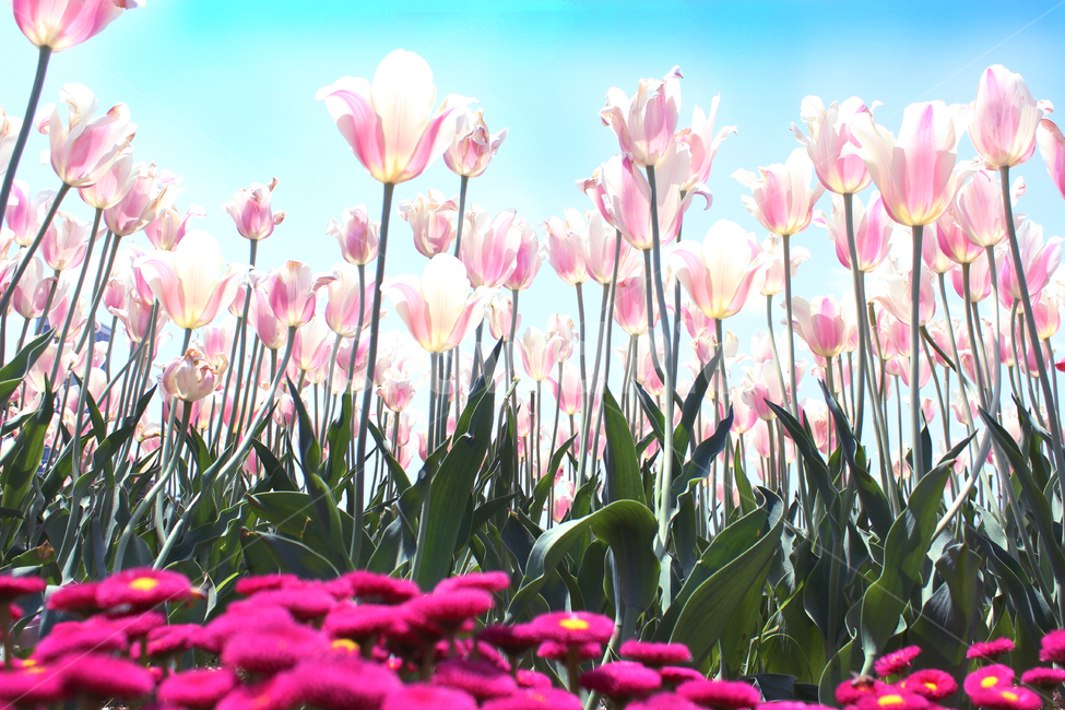 튤립,꽃,식물,꽃밭,자연,식물,자연,plants,nature,꽃,flower