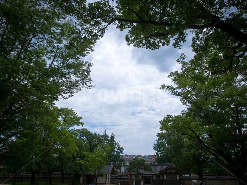 하늘,하늘문,나무,포근한,틈,구도,sky,warm