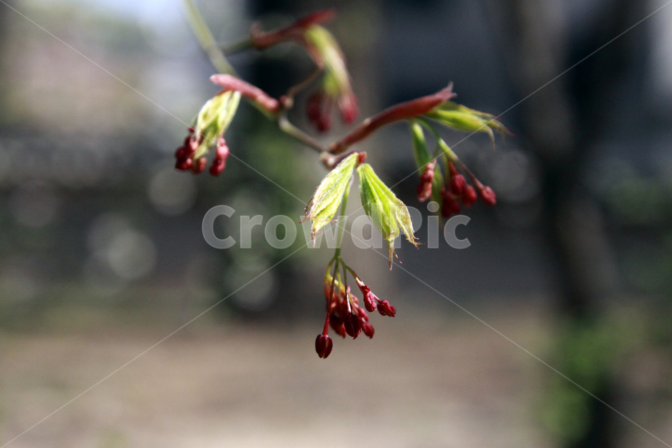 봄,꽃,벚꽃,봄꽃,나무,개화,계절,spring,season,nature,식물,자연,plants,nature,꽃,flower