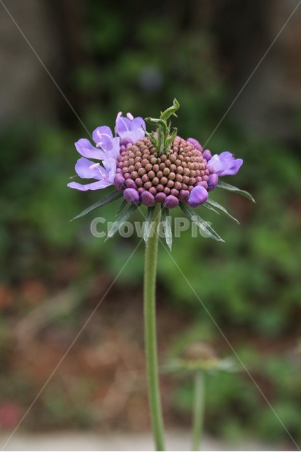 솔체꽃,솔체,산토끼꽃과,두해살이풀,야생화,식물,자연,식물,자연,plants,nature,꽃,flower
