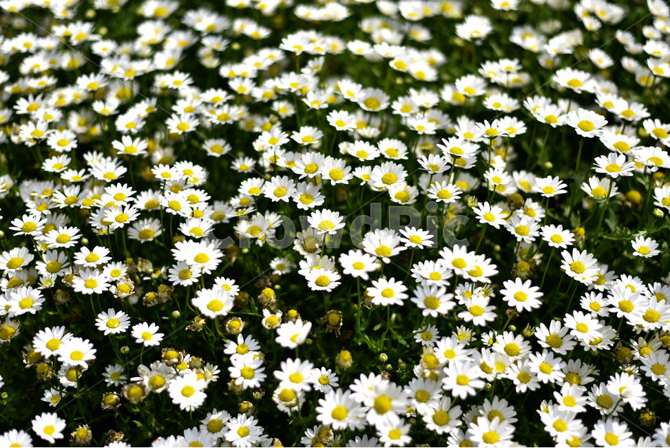 plant,식물,blossom,꽃,asteraceae,국화과,petal,꽃잎,식물,자연,plants,nature,꽃,flower