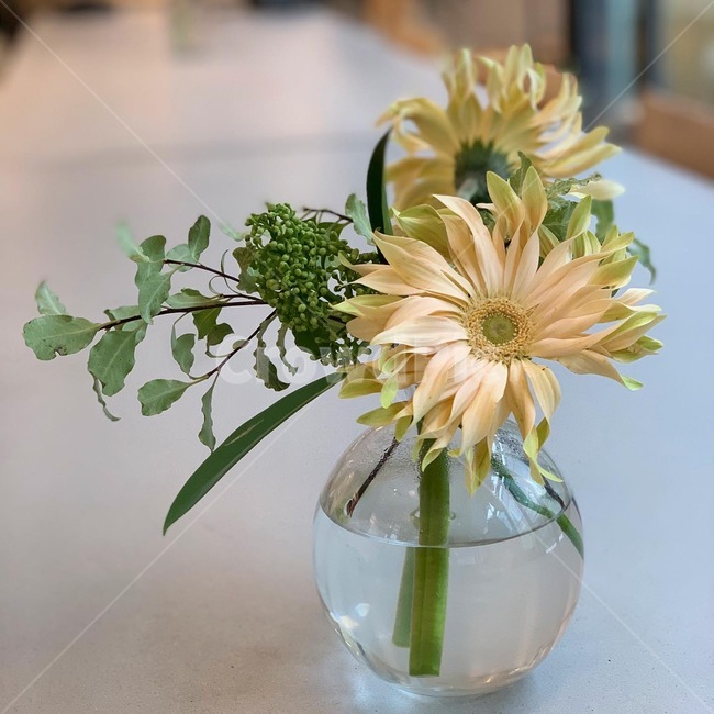 봄,화분,식물,blossom,plant,flowerarrangement,flowerbouquet,꽃부케,꽃꽂이,flower,꽃,식물,자연,plants,nature,꽃,flower