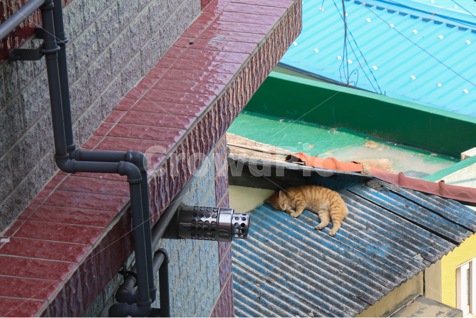 지붕,고양이,낮잠,roof,cat,snap,난간,길고양이,여유,rest,동물,animal,nap,힐링,포근한,편안한