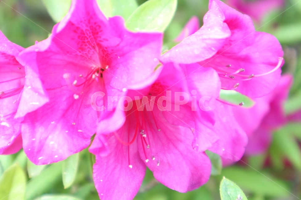 식물,꽃,flower,plant,아름다움,꽃,flower