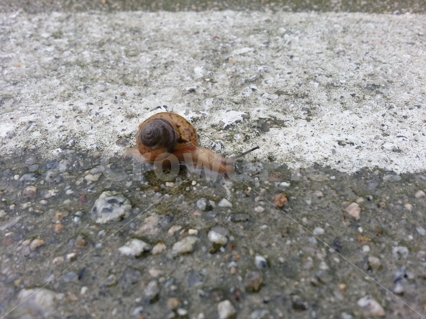 곤충,벌레,달팽이,insect,nature,자연,동물,animal,생명,축축한땅,젖은땅,비온후,비온뒤,아스팔트,도로,기어가다,엉금엉금,느릿느릿,천천히,slow,슬로우,느림보,느림뱅이,느린,이동,움직임,move,접사,클로즈업,macro,closeup,snap,스냅,마크로,동물,animal