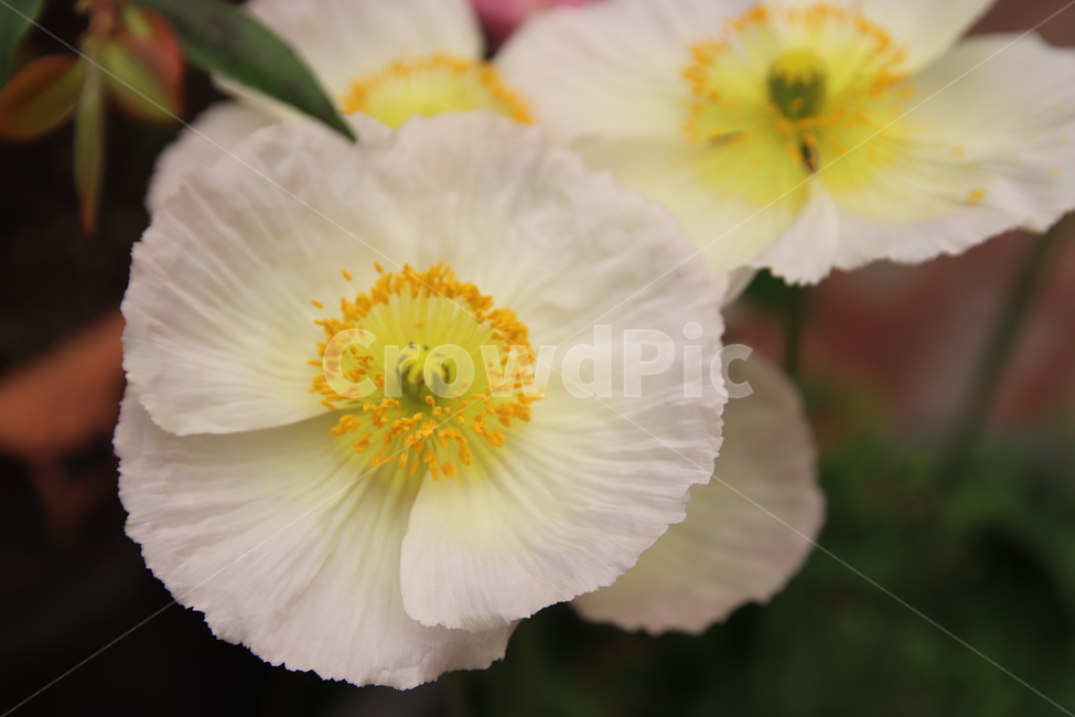 접사,꽃,흰꽃,봄꽃,자연,식물,자연,plants,nature,꽃,flower