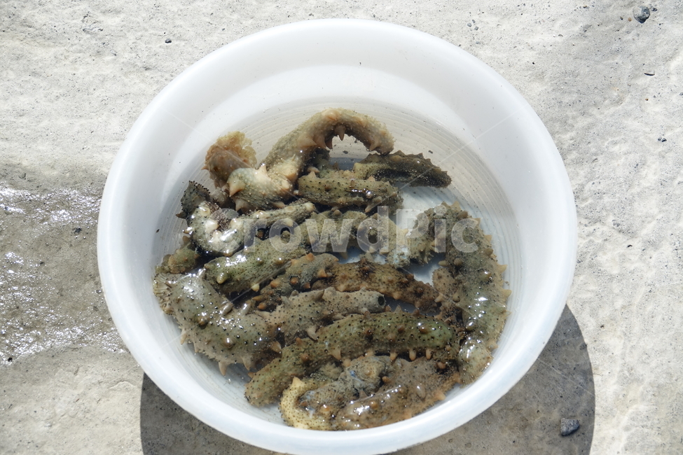 음식,해산물,해삼,생물,seafood