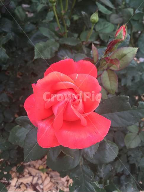 장미,빨강,빨간장미,꽃봉오리,꽃,꽃밭,식물,자연,plants,nature,꽃,flower
