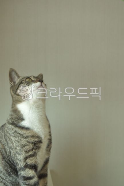 kitty,Pets,Korean Shorthair,kitten,cats,cat,nose short,animal,pet