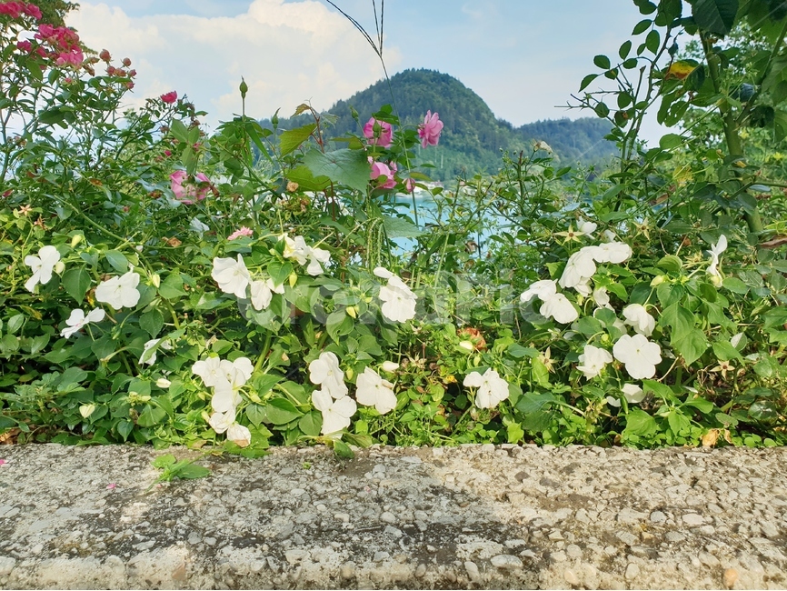 꽃,식물,flower,블레드섬,bled,블레드호수,island,자연,경치,풍경,nature,landscape,beldcastle,자연,풍경,nature,landscape,plant,outdoors,옥외,potted plant,화분,pottery,도기류,jar,항아리