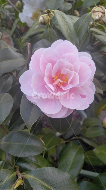 동백꽃,동백,겨울,봄,진실한사랑,겸손한마음,1월,2월,3월,4월,식물,blossom,꽃,flower,plant