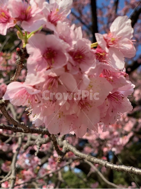 벚꽃,공원,나무,자연,산책,봄,꽃,식물,자연,plants,nature,꽃,flower