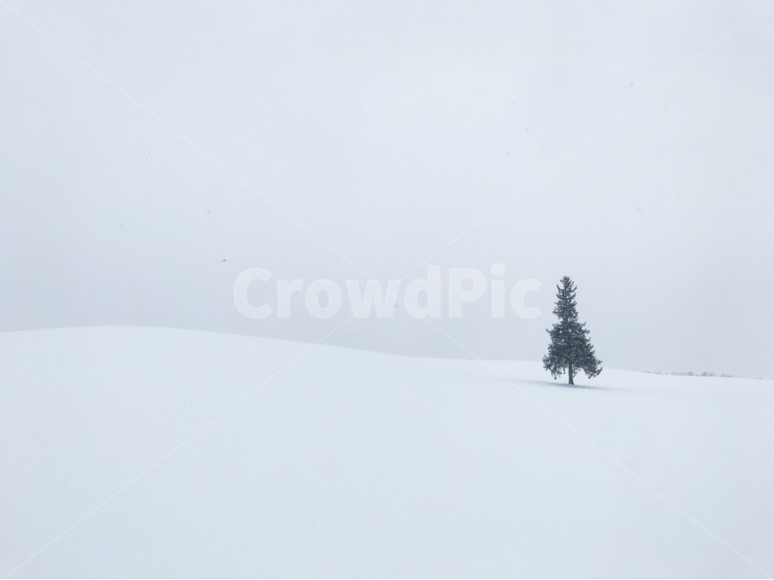 겨울,삿포로,눈,풍경,비에이,홋카이도,겨울,계절,winter,season,자연,풍경,nature,landscape,해외,외국,세계,foreign,oversea,world,세계자연풍경,해외자연풍경,외국자연풍경,world nature landscape,plant,식물,tree,나무,abies,아비,fir,전나무