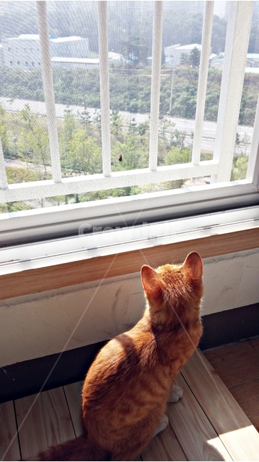 고양이,cat,창,베란다,동물,동물,animal,포유류,mammal,고양이,cat,kitten,kitty