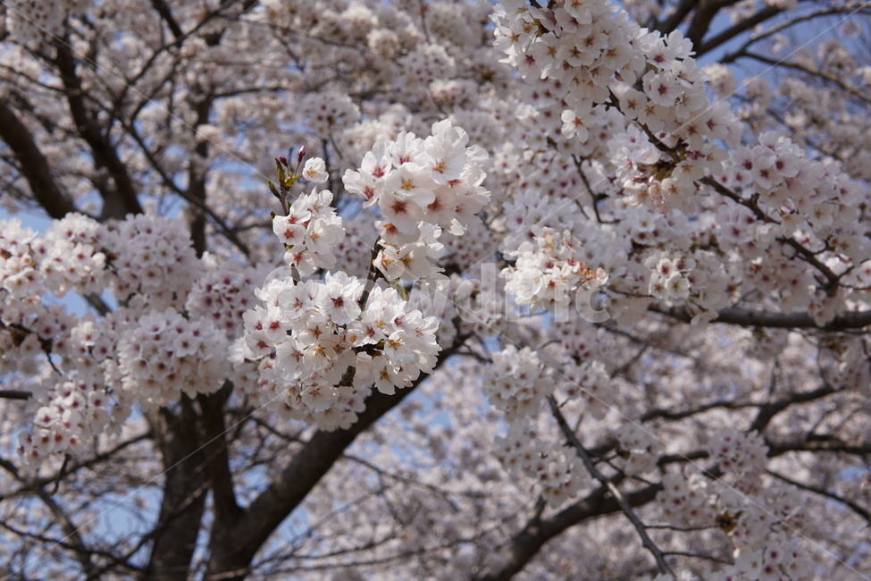 cherryblossom,blossom,벚꽃,flower,꽃,식물,plant,나무,풍경,소풍,경치,봄,4월,저수지