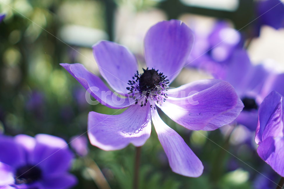 꽃,계절,보라색,감성,배경화면,식물,자연,flower,season,plants,nature,sensible,feeling,식물,자연,plants,nature,꽃,flower