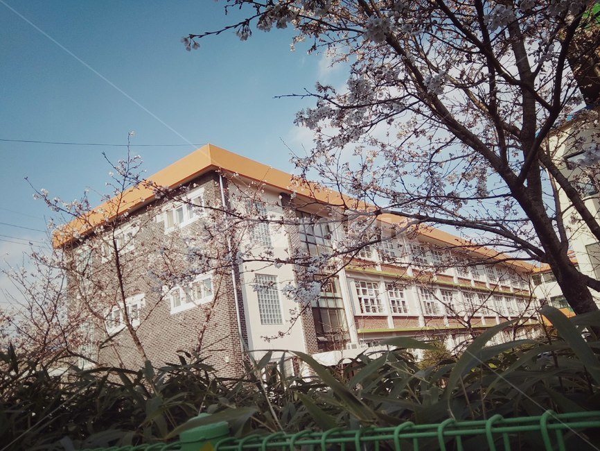 초등학교,벚꽃,학교,남원,중앙,전북,건축물,건물외관,exterior,building,structure,architecture,construction