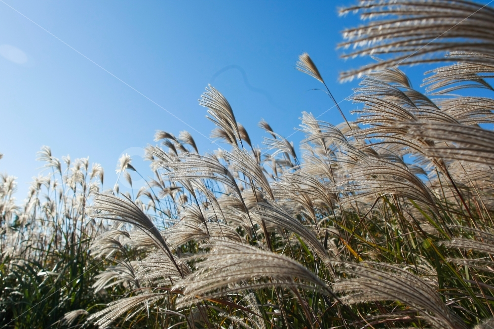 하늘,맑음,억새,여행,제주도,가을,가을,계절,fall,autumn,season,식물,자연,plants,nature,감성,sensible,feeling,grass,잔디,plant,lawn,reed,갈대