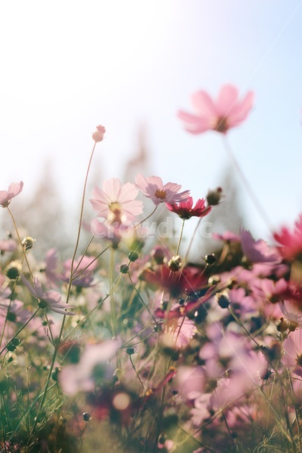 햇살,가을,꽃,코스모스,분홍,핑크,sun,sunshine,autumn,flower,pink,pretty,beautiful,감성,감성사진,가을,계절,fall,autumn,season,식물,자연,plants,nature,꽃,flower,plant,blossom,geranium,제라늄